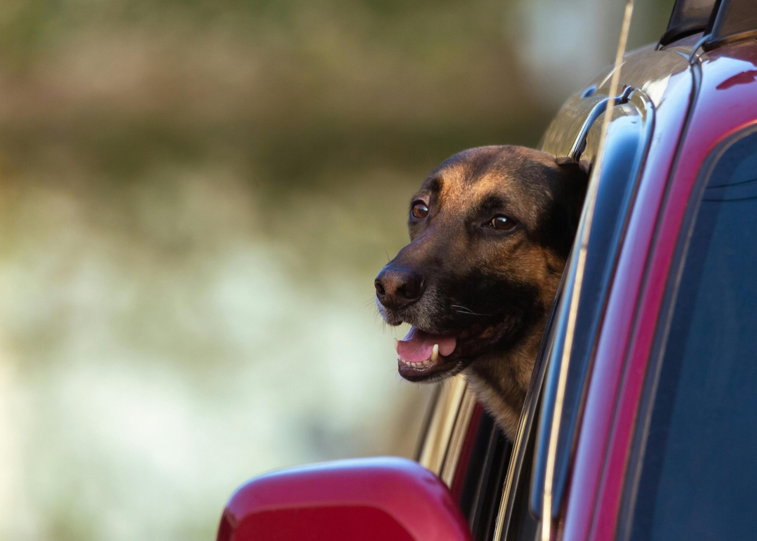 belgian-shepherd-enjoying-a-car-ride