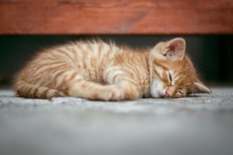 orange-tabby-cat-lying-on-floor