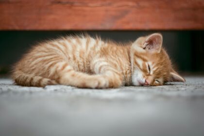 orange-tabby-cat-lying-on-floor