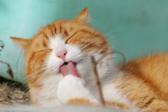 close-up-photo-of-yellow-and-white-cat
