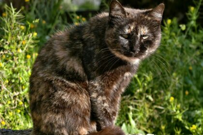 tortoiseshell-cat-sunbathing-outdoors-in-nature