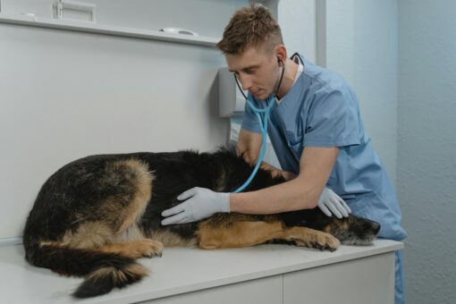 a-veterinarian-checking-a-sick-dog-using-a-stethoscope