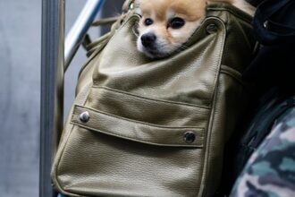 A small cute dog inside a purse