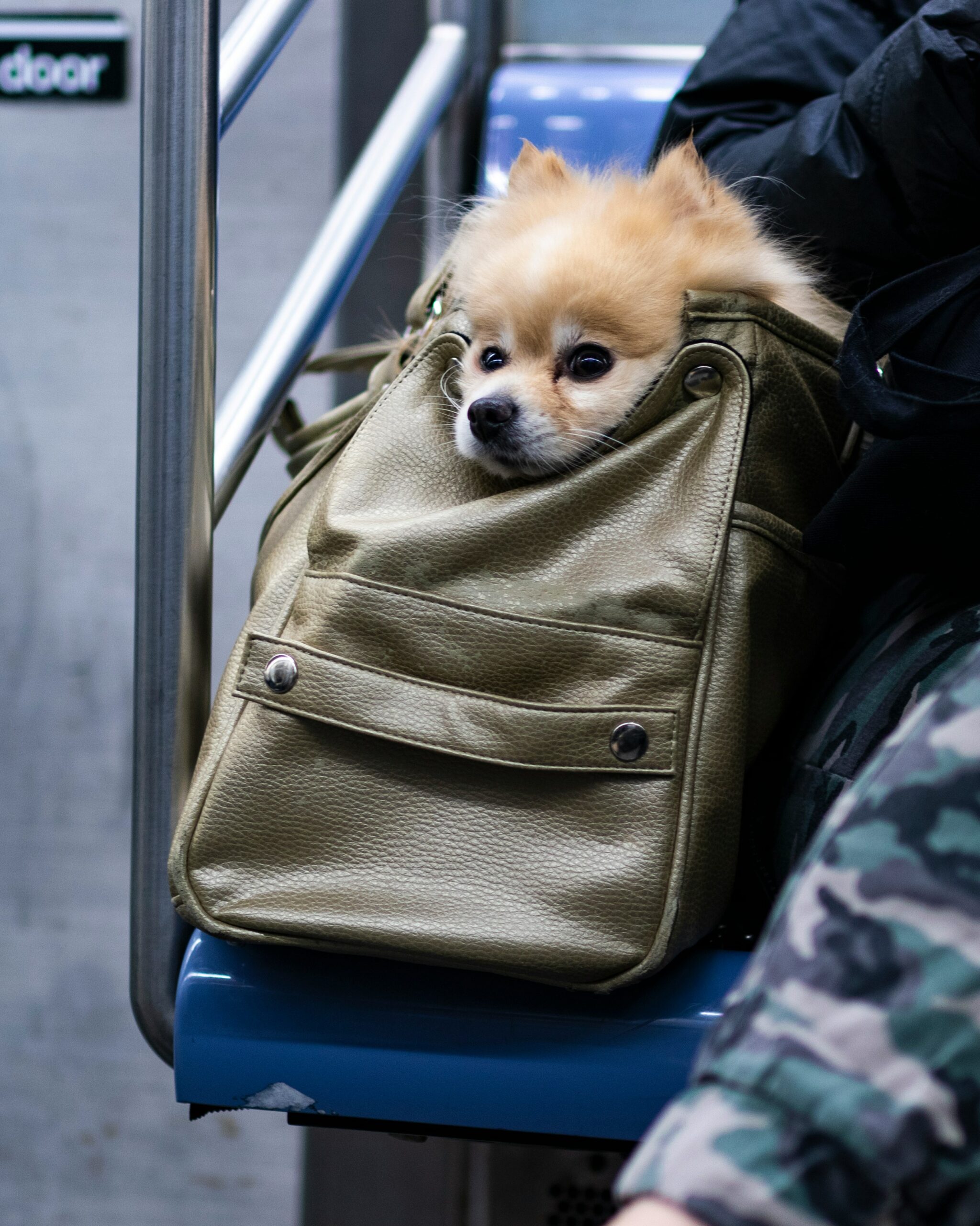 A small cute dog inside a purse