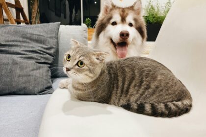 Happy Pets Sitting on the couch