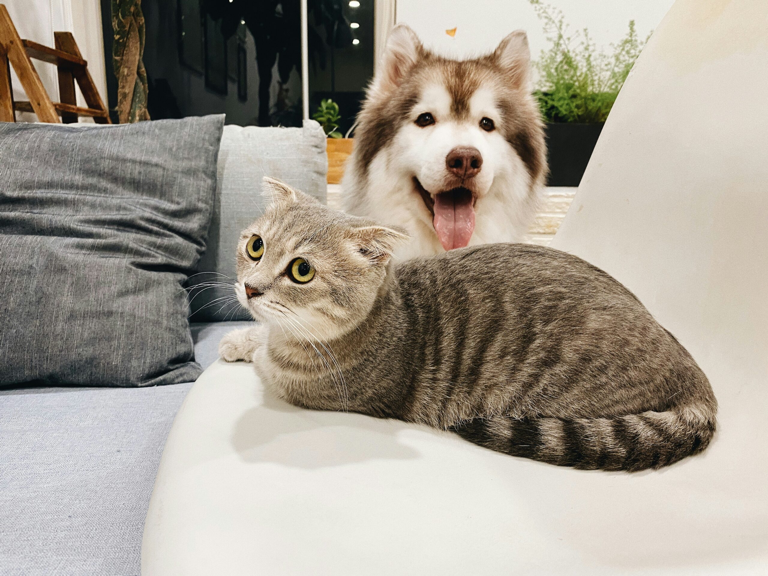 Happy Pets Sitting on the couch