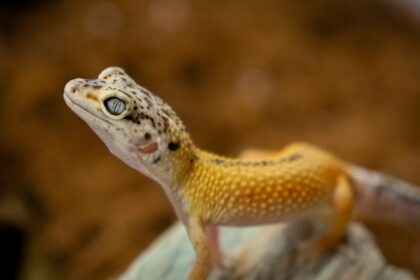 Exotic Pet