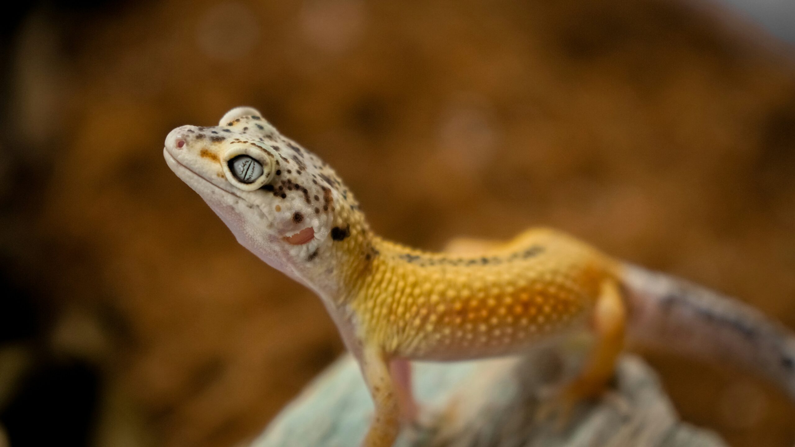 Exotic Pet