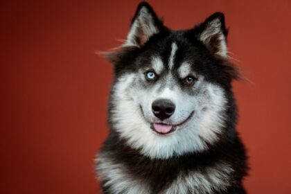 black-and-white-siberian-husk