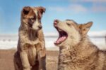 close-up-photo-of-dogs
