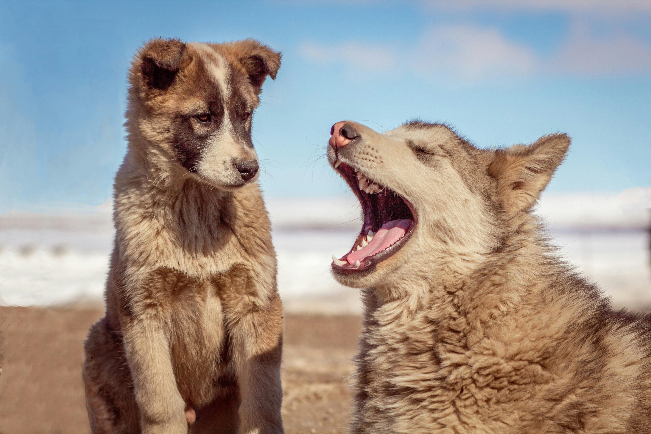 close-up-photo-of-dogs