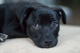 close-up-photo-of-a-black-puppy-lying-down