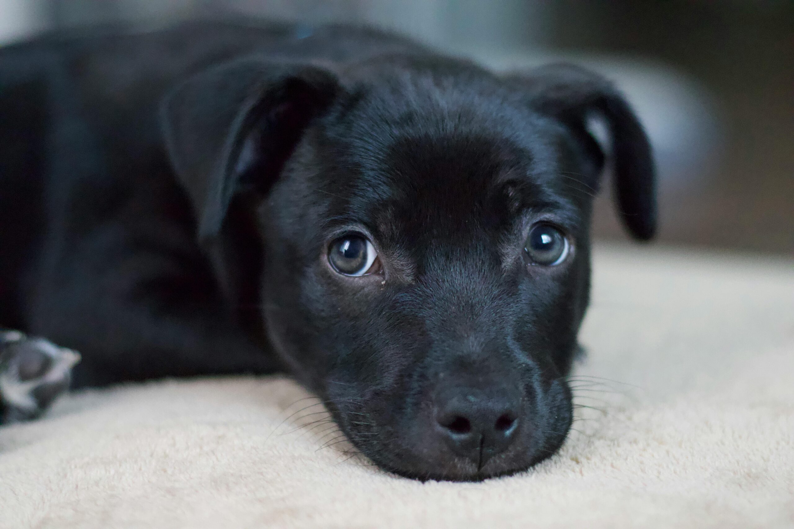 close-up-photo-of-a-black-puppy-lying-down