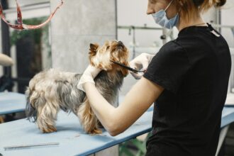 a-woman-grooming-a-dog