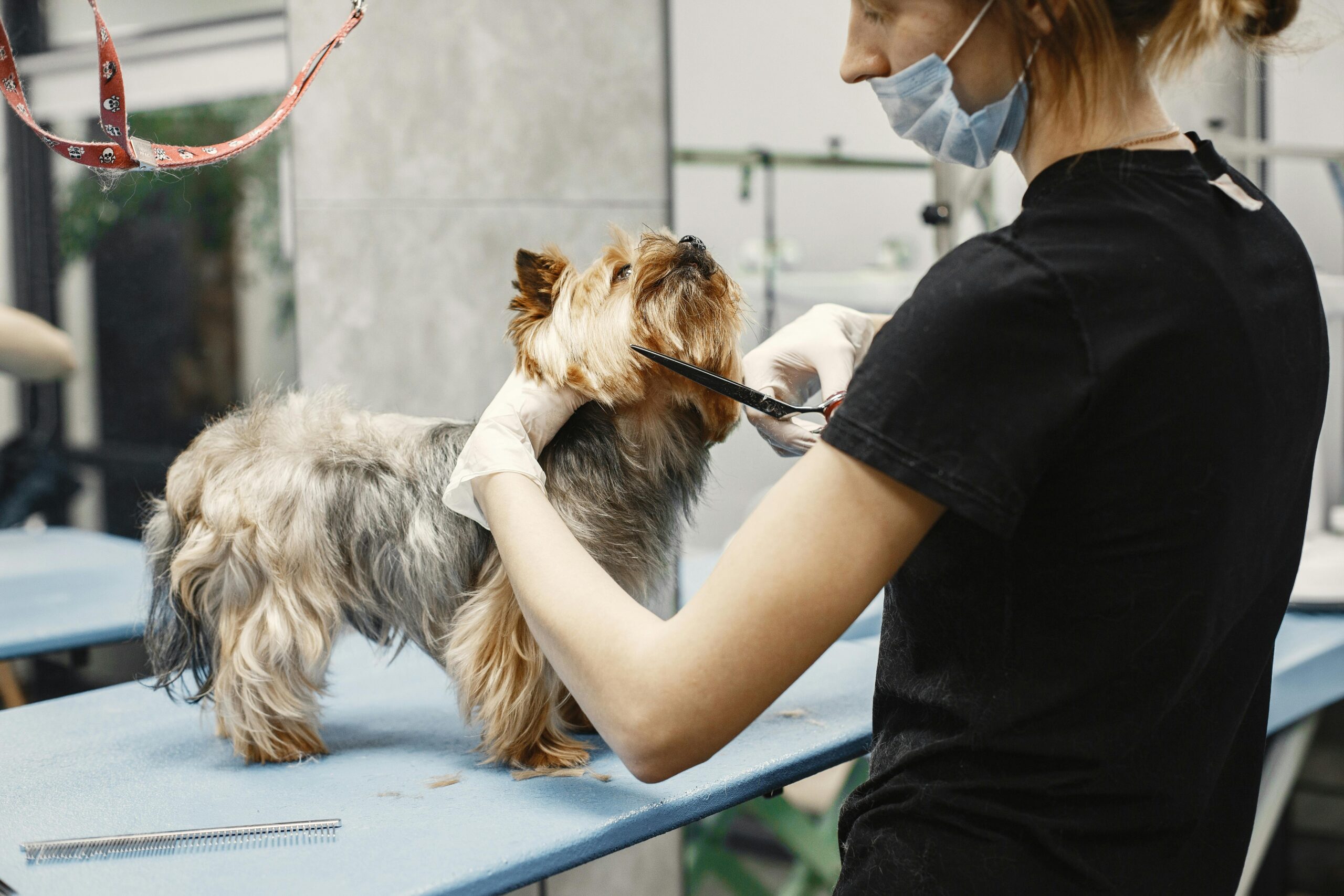 a-woman-grooming-a-dog