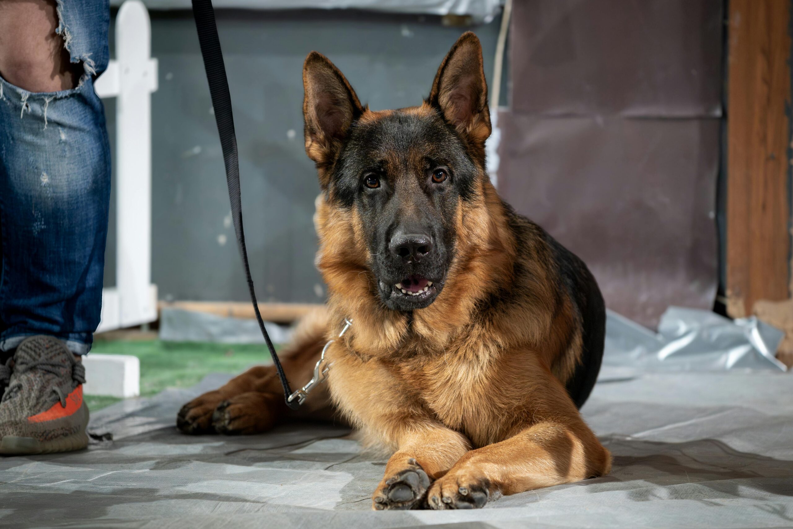 german-shepherd-lying-indoors-on-leash