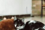 playful-black-and-white-kitten-indoors