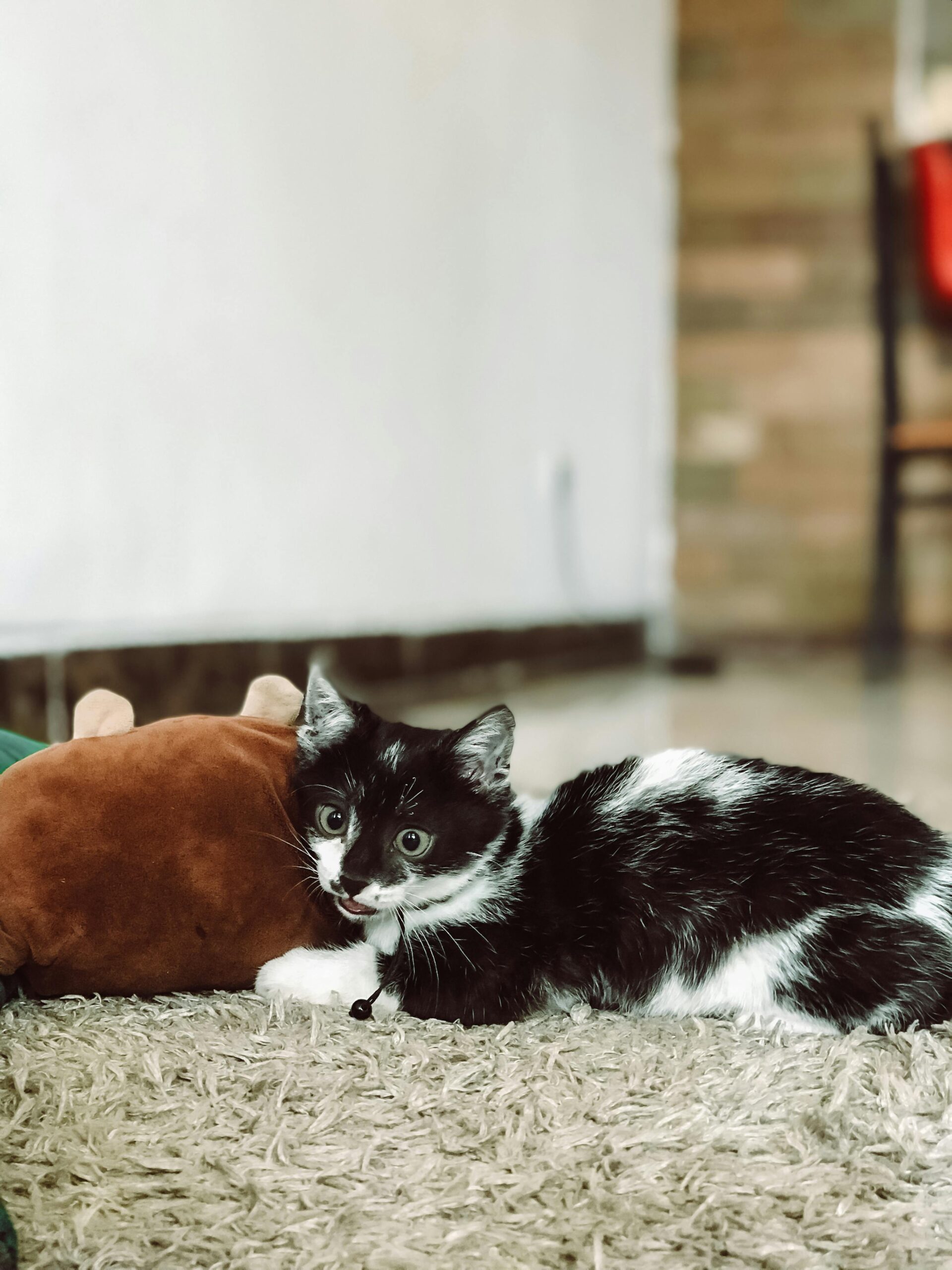 playful-black-and-white-kitten-indoors