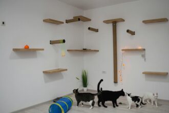 furniture-for-cats-in-room