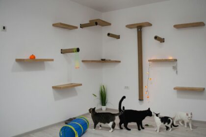 Cats
