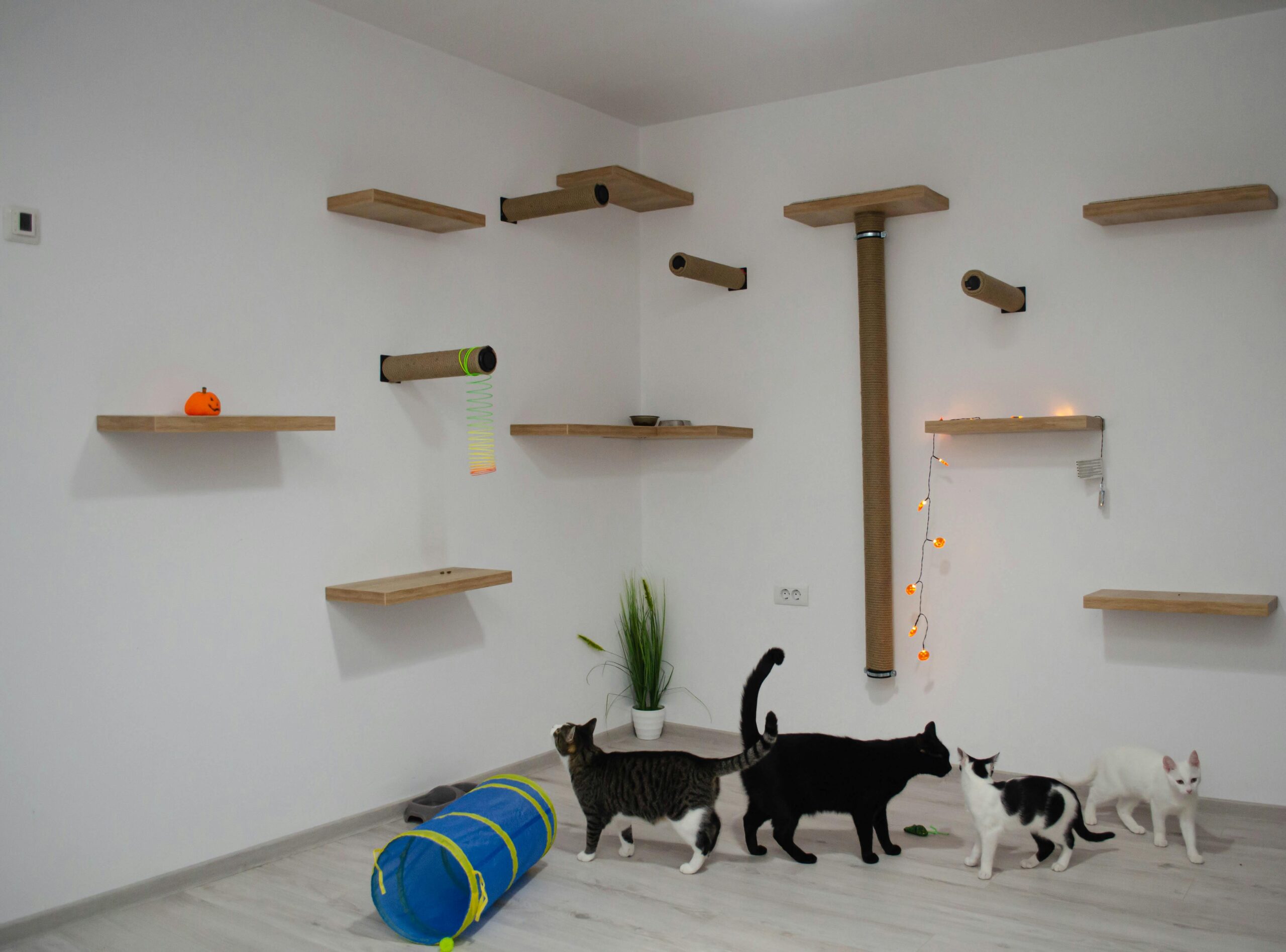 furniture-for-cats-in-room