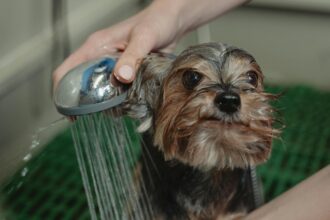 close-up-photo-of-bathing-of-dog