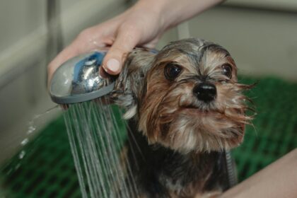 close-up-photo-of-bathing-of-dog
