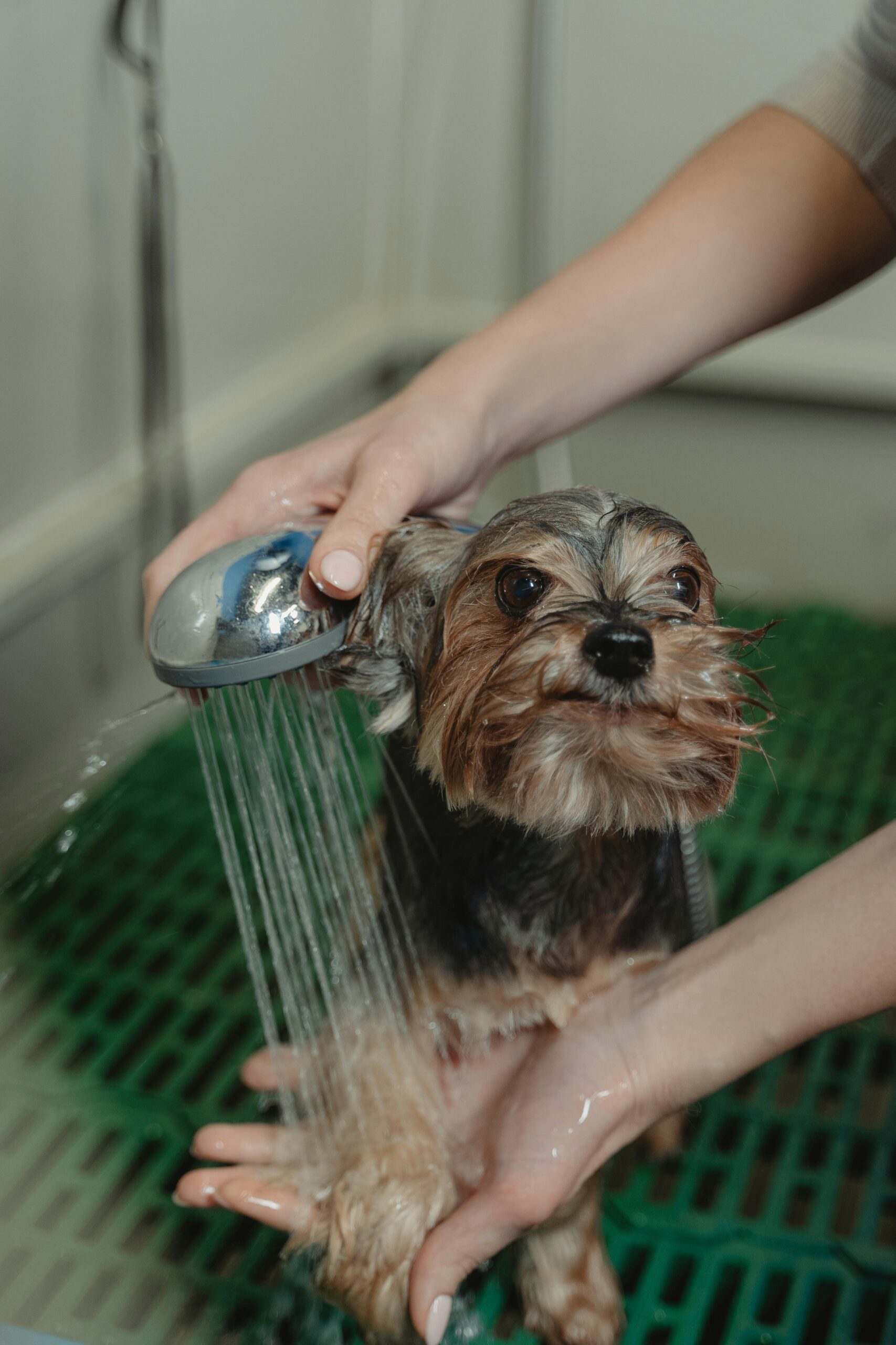 close-up-photo-of-bathing-of-dog